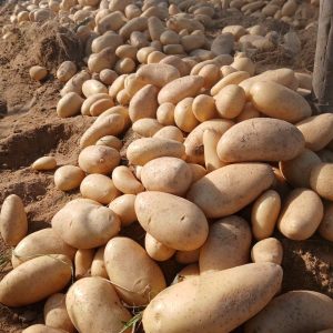 Potatoes