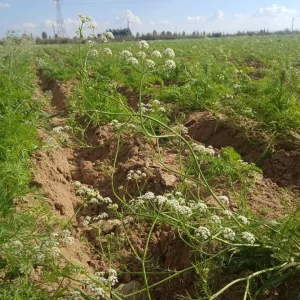 Caraway flower from Qirat farming source