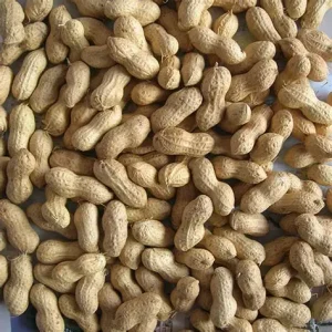In-shell Peantuts export from Egypt